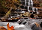 PearsonsFalls--2005-1 FIN  The last of the fall leaves adorn the rocks and trees around Pearson&#39;s Falls in Polk County, NC near Saluda, NC Sunday evening, 11-13-05. The 90-foot waterfall, owned and managed by the Tryon Garden Club since 1931, was discovered after the Civil War by Charles William Pearson as he scouted for a railroad route from South Carolina to Asheville, North Carolina. (AP Photo/Spartanburg Herald-Journal/Tim Kimzey)